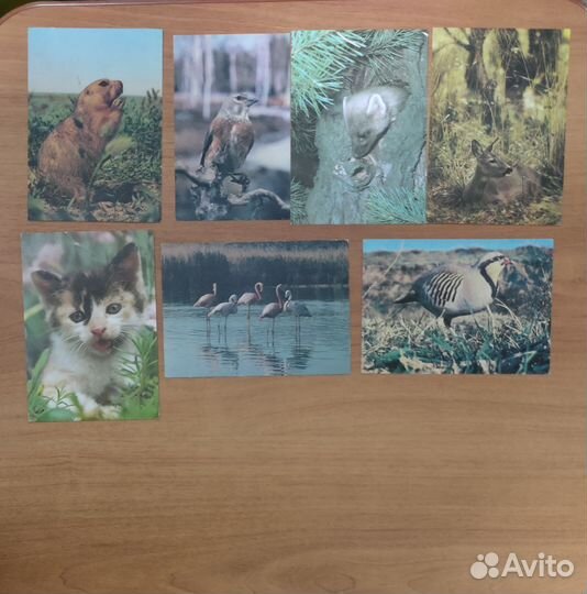 Открытки животных и птиц