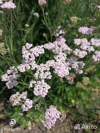 Тысячалистник