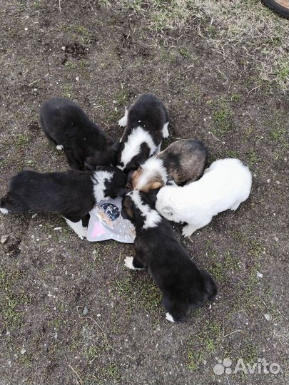 Щенки дворняшки бесплатно