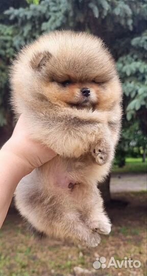 Померанский шпиц мини