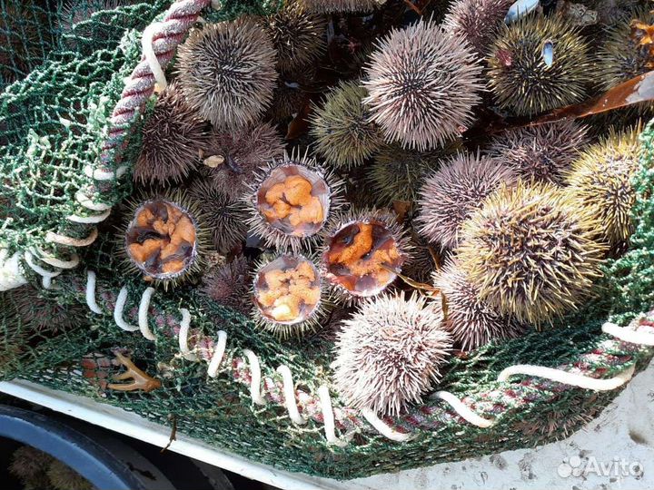 Устрица Хасанская, морской ёж, мидии северные