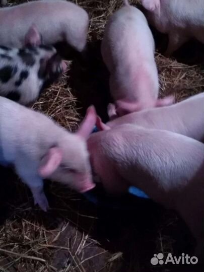 Поросята