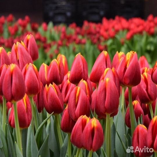 Луковицы тюльпанов оптом