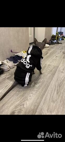 Комбинезон для собаки или кошки