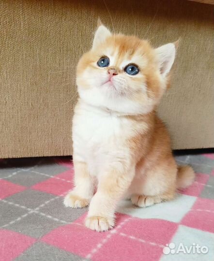 Британские золотые девочки