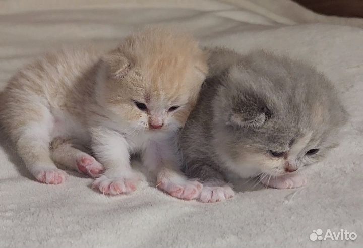 Британский кремово-белый пухляш