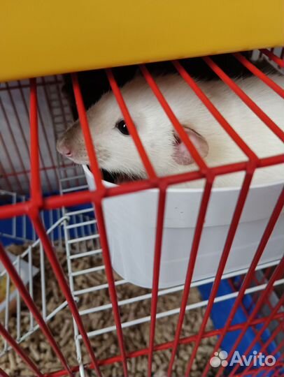 Крысы Дамбо