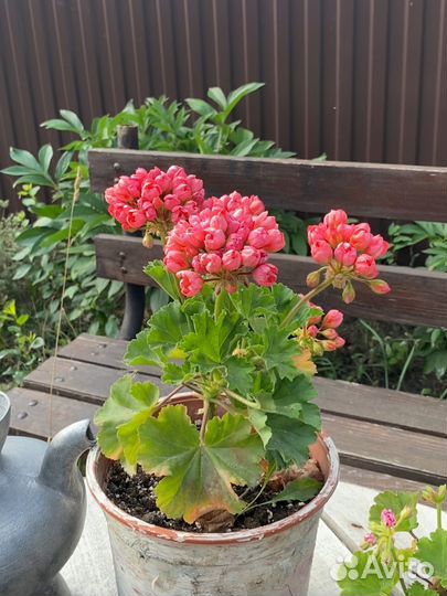 Тюльпановидная пеларгония (герань)