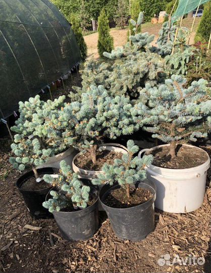 Ель голубая 