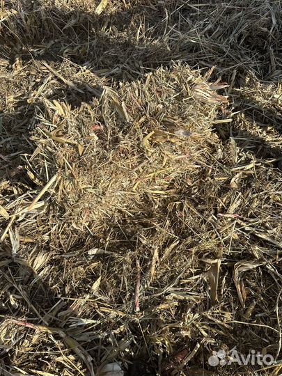 Тюки кукурузные от Гыбыла