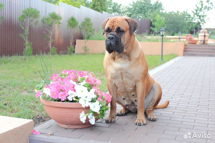 Щенки бульмастифа