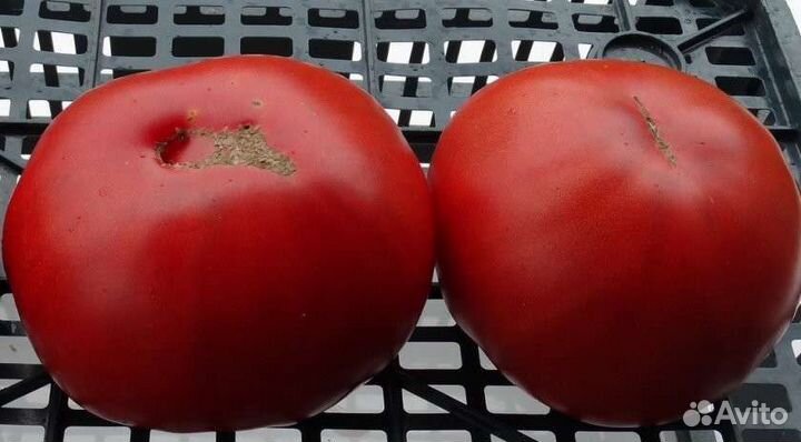 Семена томатов