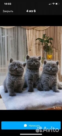 Британские котята