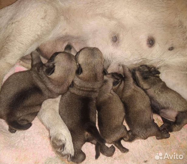 Щенки мопса мальчик