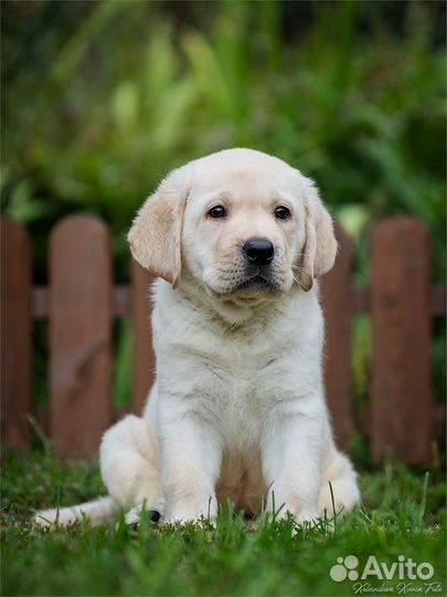 Щенок лабрадора палевый