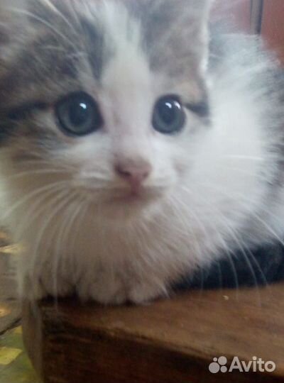 Кошка в дар