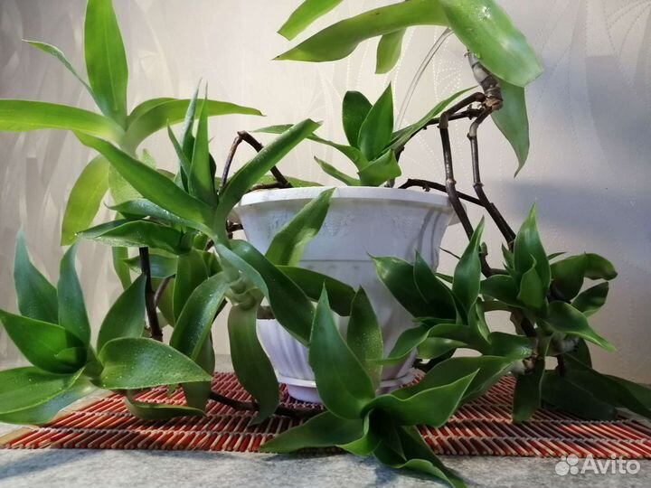 Цветок золотой ус (каллизия душистая)