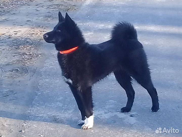 Щенки Русско европейской лайки