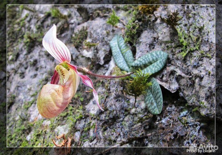 Орхидея Вьетнам: Пафики