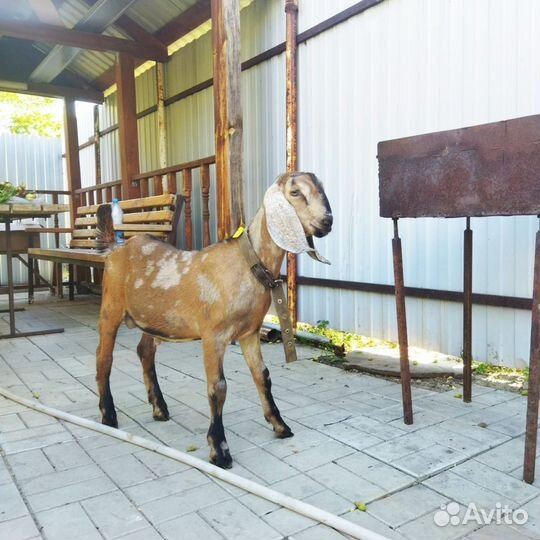 Англо нубийский козлик