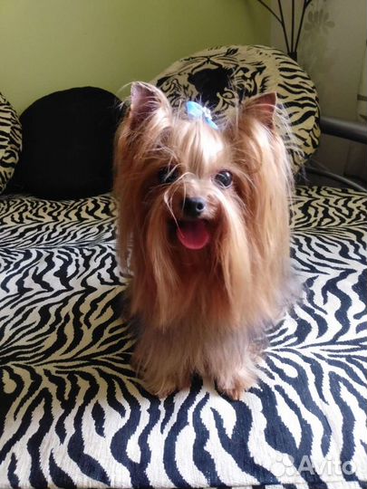 Йоркширский терьер вязка