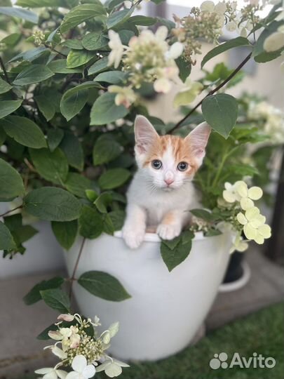 Котятки в добрые руки