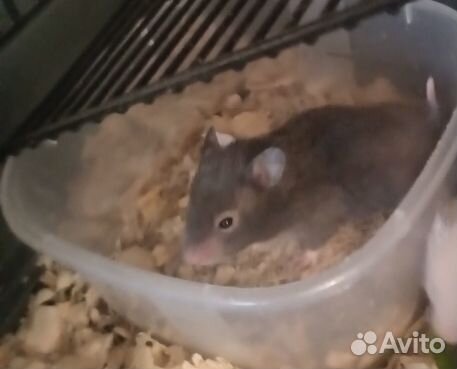 Сирийский хомяк