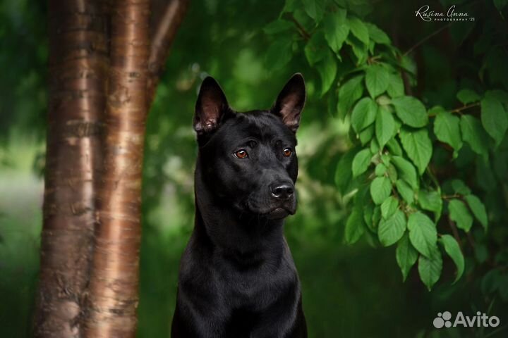 Тайский Риджбек