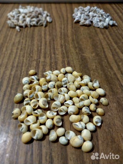 Ракушки мелкие для декора, поделок