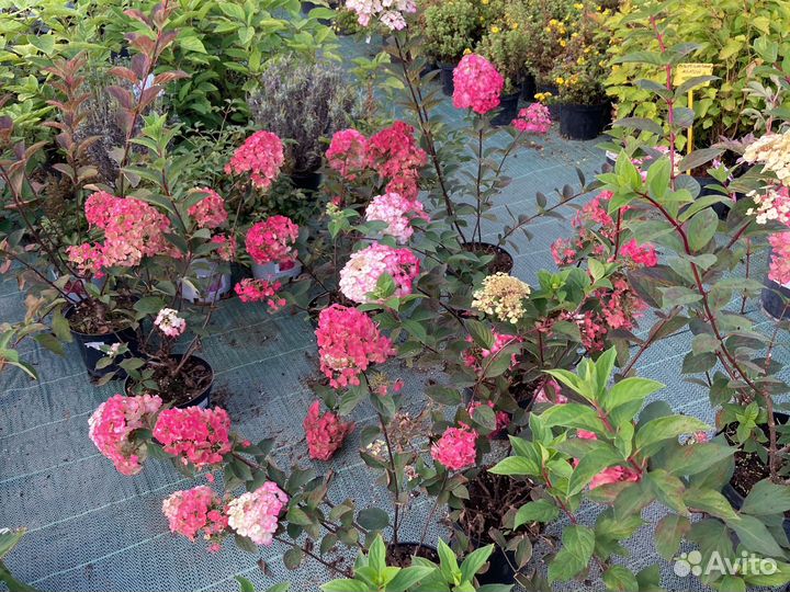 Гортензия метельчатая