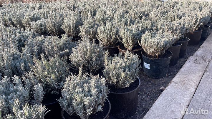 Саженцы яблоня Слава Победителя