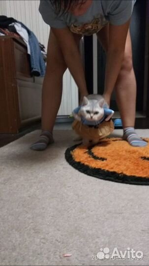 Одежка для собак или кошек