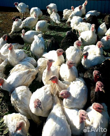 Мясо домашней индейки