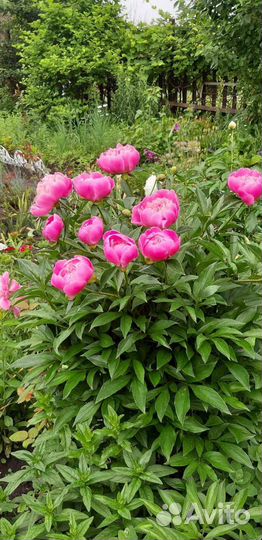 Цветы садовые