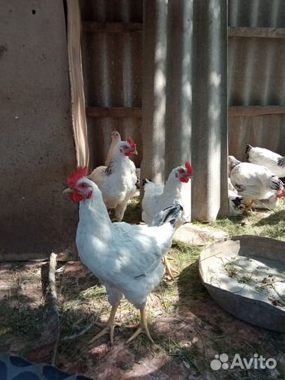 Молодые петухи