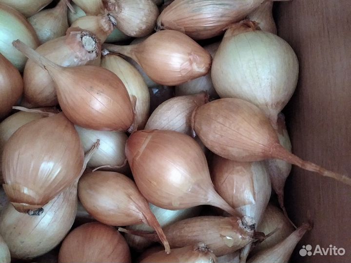 Лук севок семейный