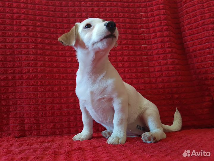 Щенки джек рассел терьер