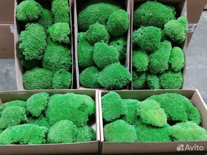 Мох Стабилизированный ягель, кочка, пласт, панно