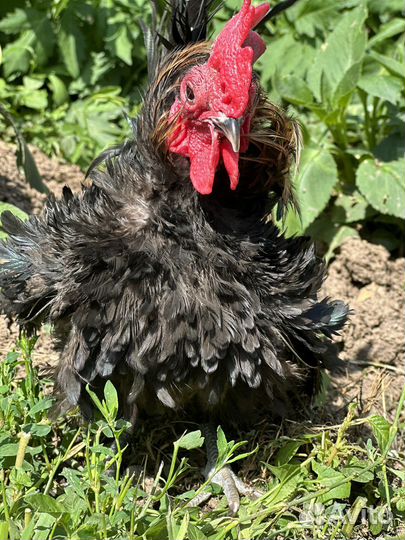 Серама карлики