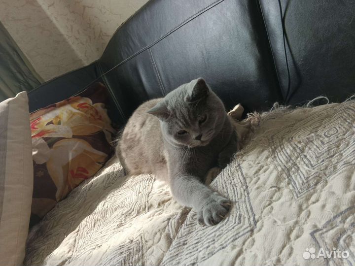 Британская