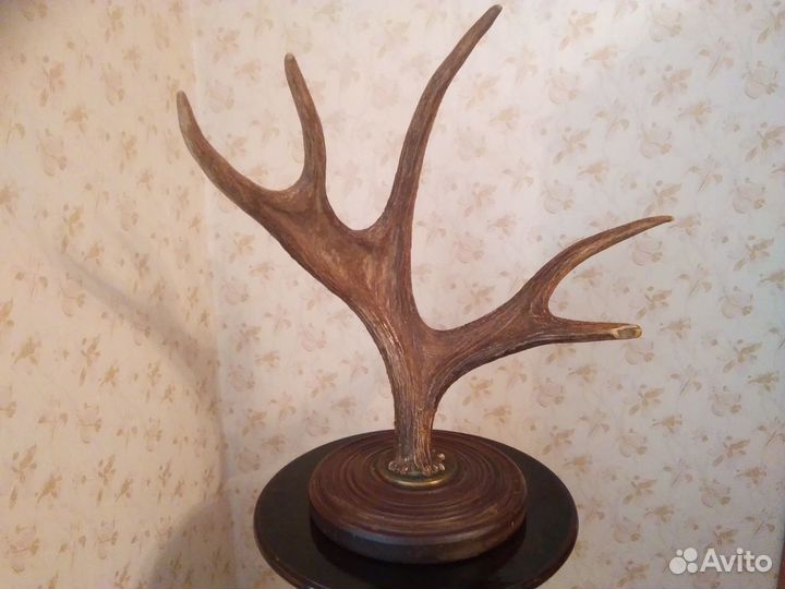 Продам рога лося