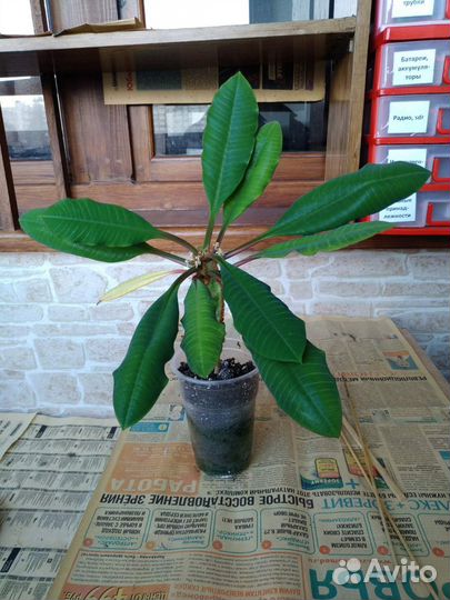 Эуфорбия(Молочай) и еще Пальма финиковая