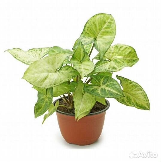 Сингониумы