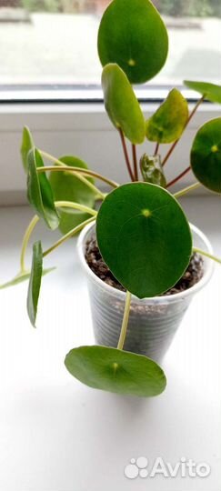 Пилея пеперомиевидная