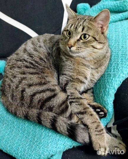 Васька отличный крысолов