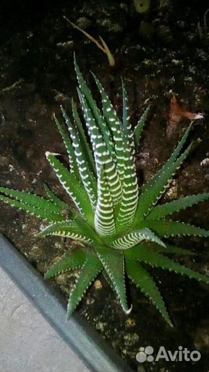 Кактус и декабрист