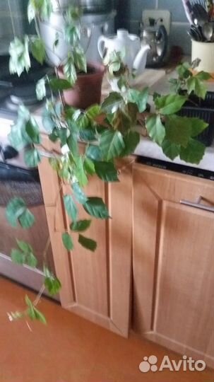 Продам коллекцией растения