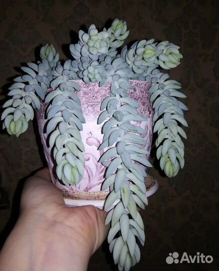 Очиток Моргана