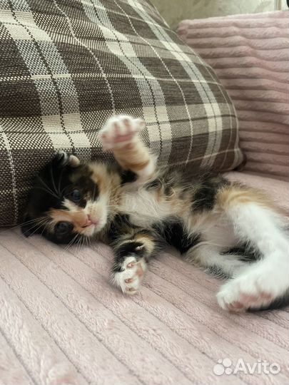 Котятки в добрые руки