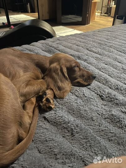 Ирландский сеттер